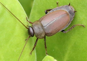 Diploptera punctata